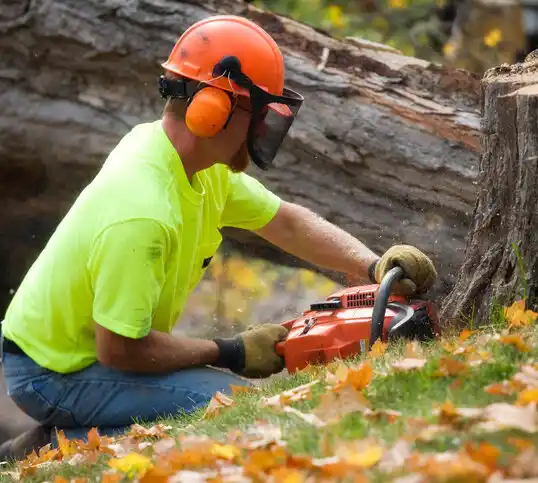 tree services Clarence